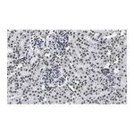 Merck Anti-DNA G-quadruplex (G4) Antibody, clone 1H6 ZooMAb Mouse Monoclonal