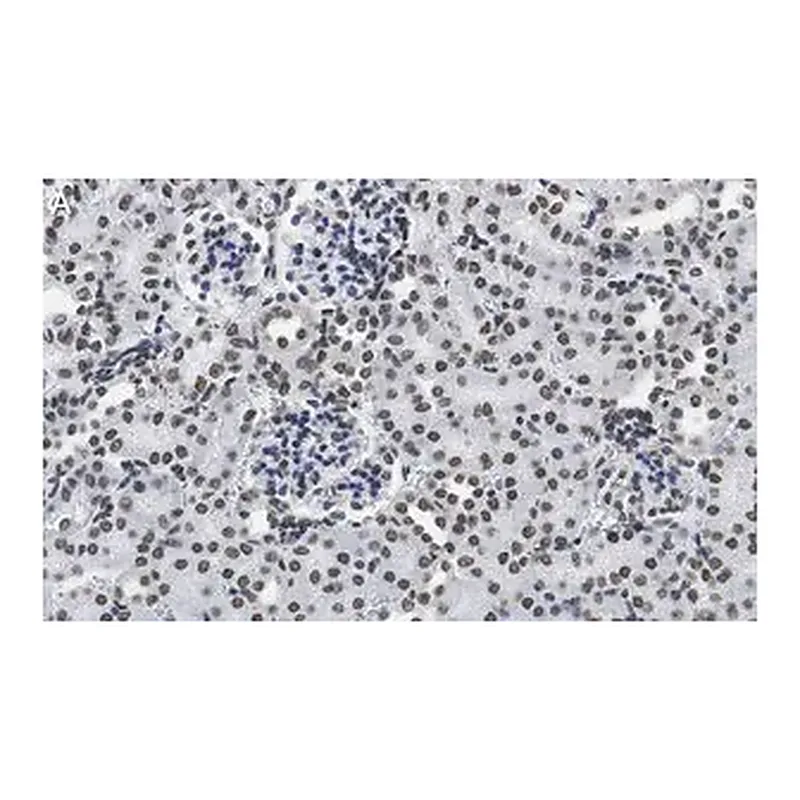 Merck Anti-DNA G-quadruplex (G4) Antibody, clone 1H6 ZooMAb Mouse Monoclonal