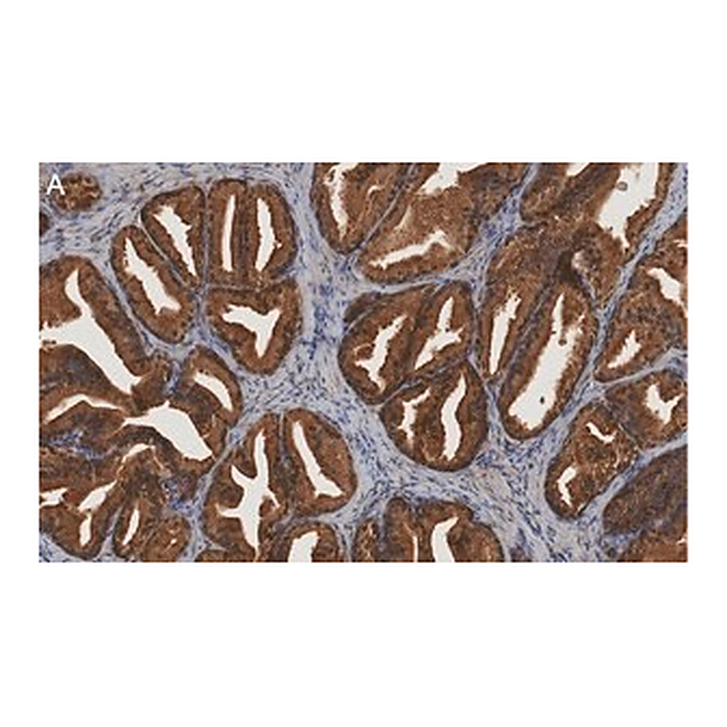 Merck Anti-MIF Antibody, clone 1K16 ZooMAb Rabbit Monoclonal