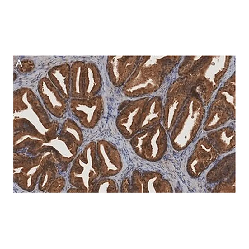 Merck Anti-MIF Antibody, clone 1K16 ZooMAb Rabbit Monoclonal