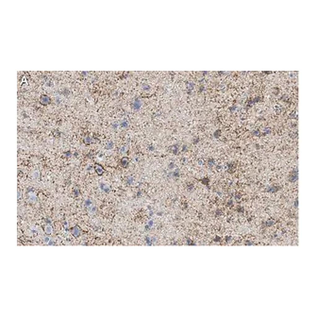 Merck Anti-GAD67 Antibody, clone 1G10.2 ZooMAb Mouse Monoclonal
