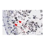 Merck Anti-ATR Antibody, clone 1B15 ZooMAb Rabbit Monoclonal