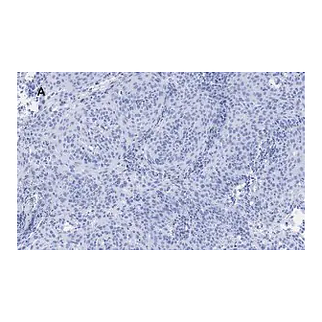 Merck Anti-p21 Antibody, clone 5G7, ZooMAb Rabbit Monoclonal