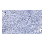 Merck Anti-p21 Antibody, clone 5G7, ZooMAb Rabbit Monoclonal