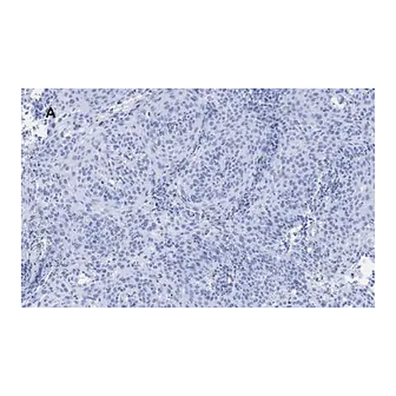 Merck Anti-p21 Antibody, clone 5G7, ZooMAb Rabbit Monoclonal