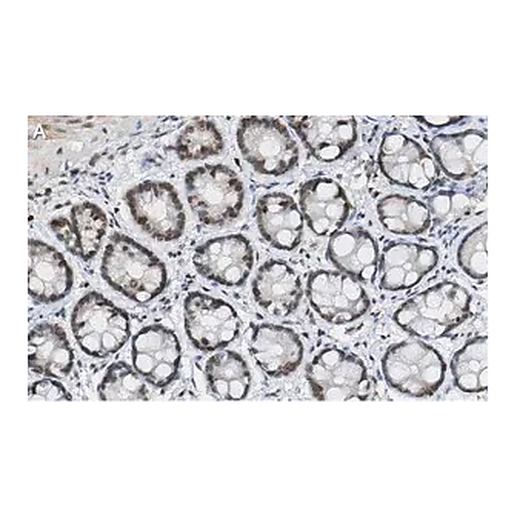 Merck Anti-p-histone H2A (Ser139) Antibody, clone JBW301 ZooMAb Mouse Monoclonal