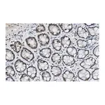 Merck Anti-p-histone H2A (Ser139) Antibody, clone JBW301 ZooMAb Mouse Monoclonal
