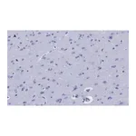 Merck Anti-GFAP Antibody, clone 2E8, ZooMAb Rabbit Monoclonal