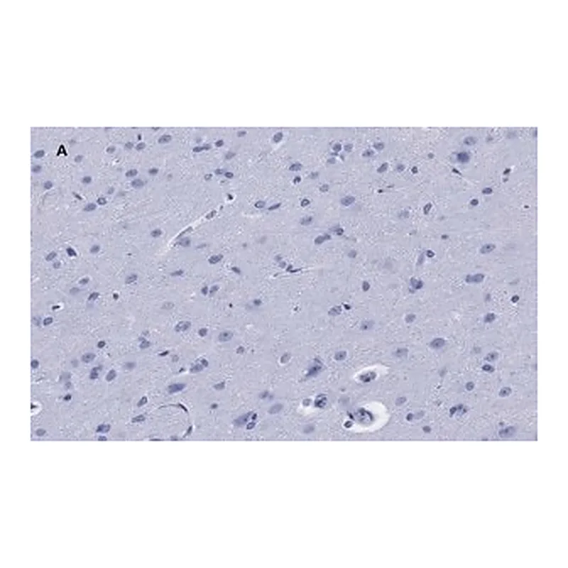Merck Anti-GFAP Antibody, clone 2E8, ZooMAb Rabbit Monoclonal