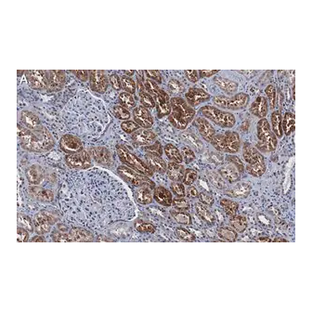 Merck Anti-Cathepsin B Antibody, clone 1G7 ZooMAb Rabbit Monoclonal