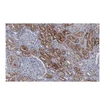 Merck Anti-Cathepsin B Antibody, clone 1G7 ZooMAb Rabbit Monoclonal