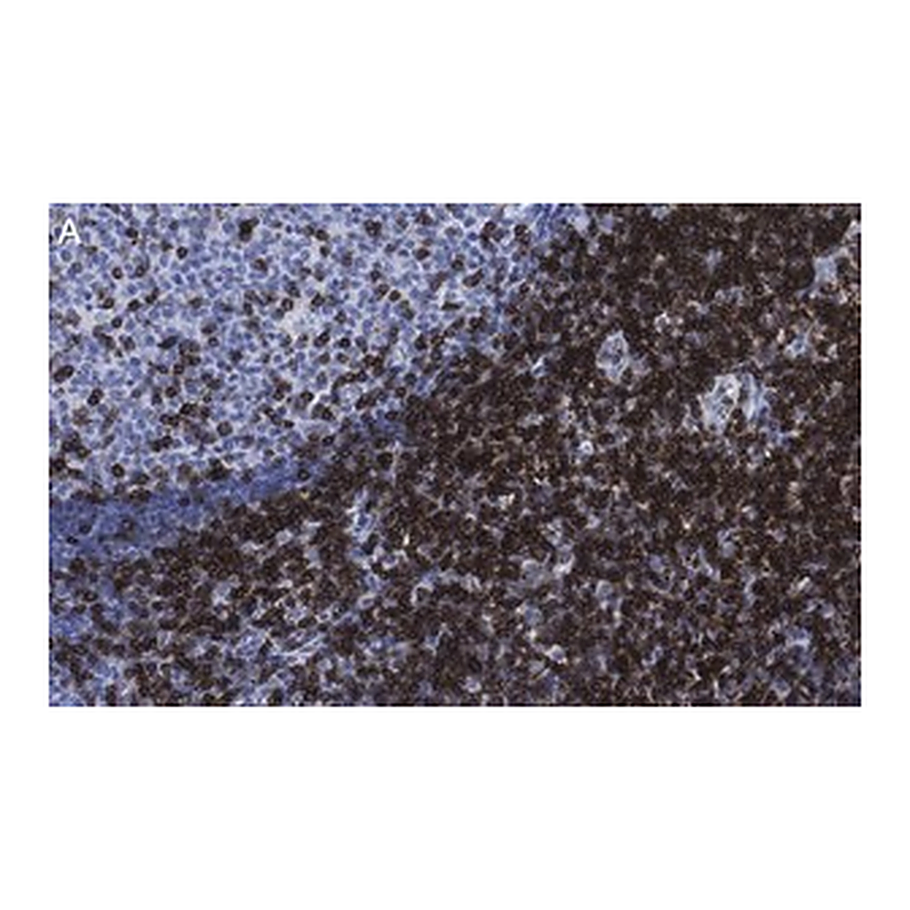 Merck Anti-CD5 Antibody, clone 1C19 Antibody, ZooMAb Rabbit Monoclonal