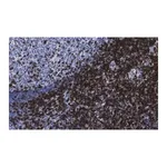 Merck Anti-CD5 Antibody, clone 1C19 Antibody, ZooMAb Rabbit Monoclonal