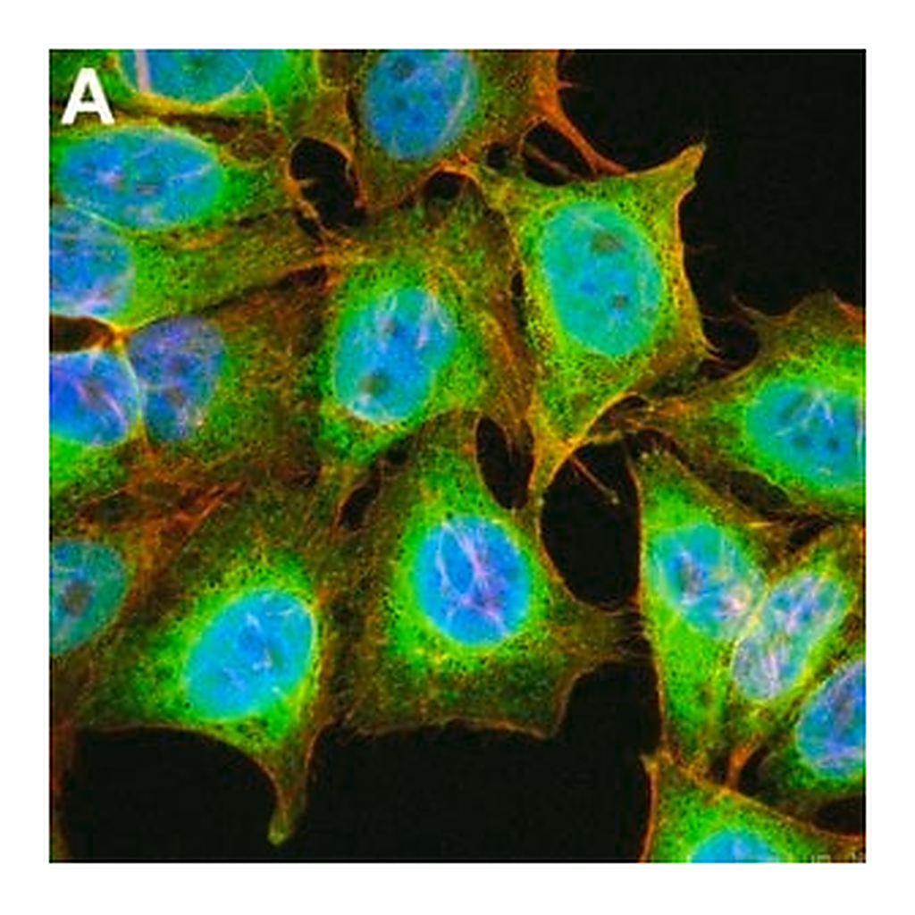 Merck Anti-Puromycin Antibody, clone 12D10 ZooMAb Mouse Monoclonal