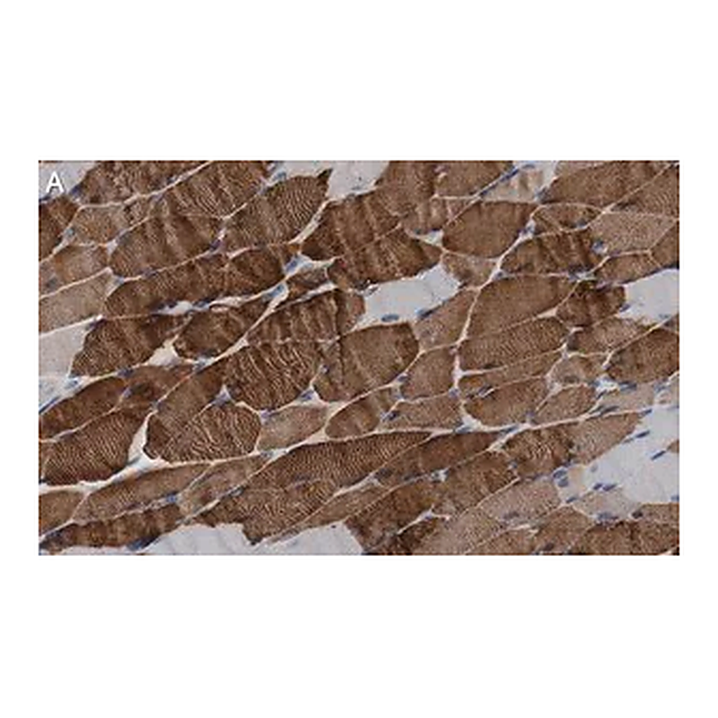Merck Anti-MYH1 Antibody, clone 1E15 , ZooMAb Rabbit Monoclonal