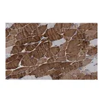 Merck Anti-MYH1 Antibody, clone 1E15 , ZooMAb Rabbit Monoclonal