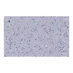 Merck Anti-β-Tubulin III Antibody, clone 5H16, ZooMAb Rabbit Monoclonal