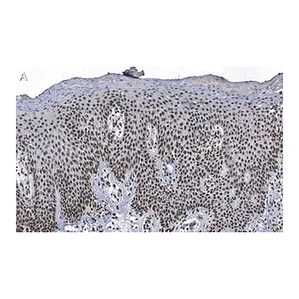 Merck Anti-DNA-RNA hybrid Antibody, clone S9.6 ZooMAb Mouse Monoclonal