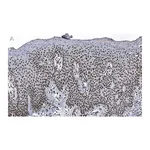 Merck Anti-DNA-RNA hybrid Antibody, clone S9.6 ZooMAb Mouse Monoclonal