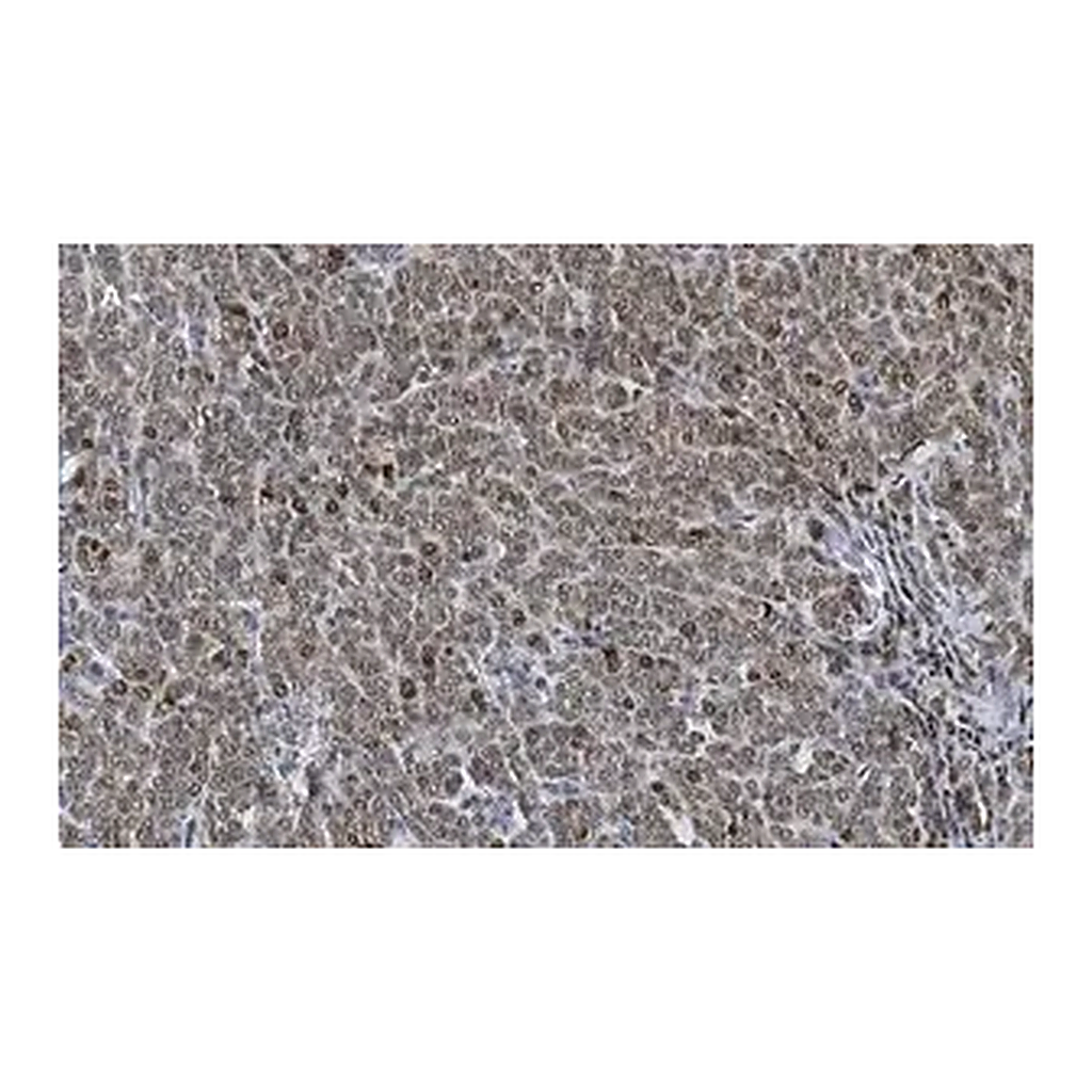 Merck Anti-phospho-Smad2 (Ser465/467) Antibody, clone A5S, ZooMAb Rabbit Monoclonal