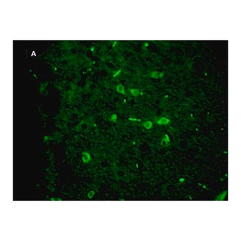 Merck Anti-Green Fluorescent Protein Antibody, clone 4I10, ZooMAb Rabbit Monoclonal