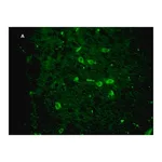 Merck Anti-Green Fluorescent Protein Antibody, clone 4I10, ZooMAb Rabbit Monoclonal