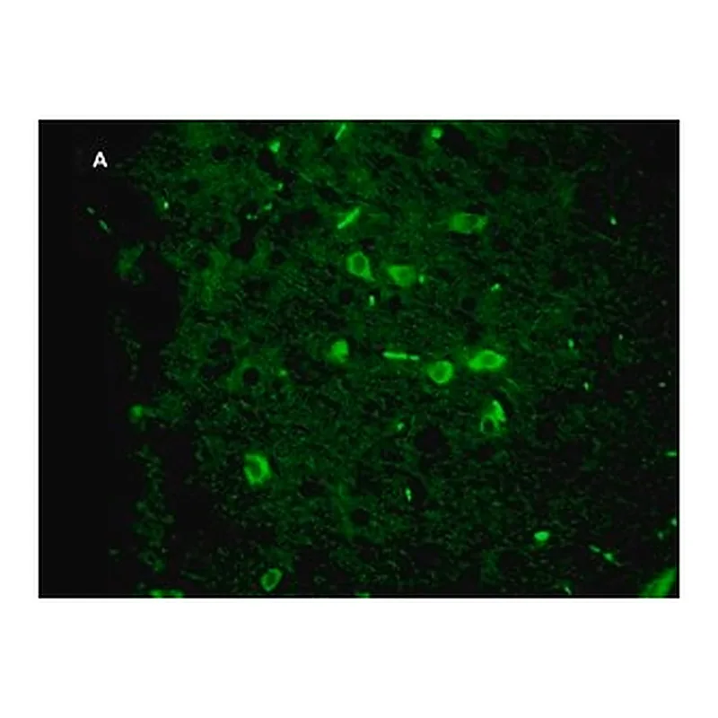 Merck Anti-Green Fluorescent Protein Antibody, clone 4I10, ZooMAb Rabbit Monoclonal