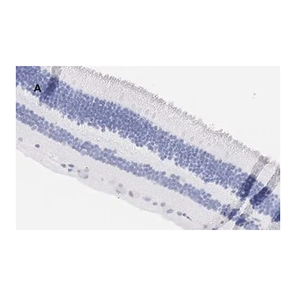 Merck Anti-Brn3a Antibody, clone 4L5, ZooMAb Rabbit Monoclonal