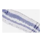 Merck Anti-Brn3a Antibody, clone 4L5, ZooMAb Rabbit Monoclonal