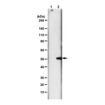 Merck Anti-N3-Phosphohistidine (3-pHis) Antibody, clone SC56-2, ZooMAb Rabbit Monoclonal