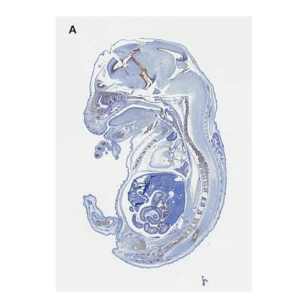 Merck Anti-SOX-9 Antibody, clone 2B10, ZooMAb Rabbit Monoclonal