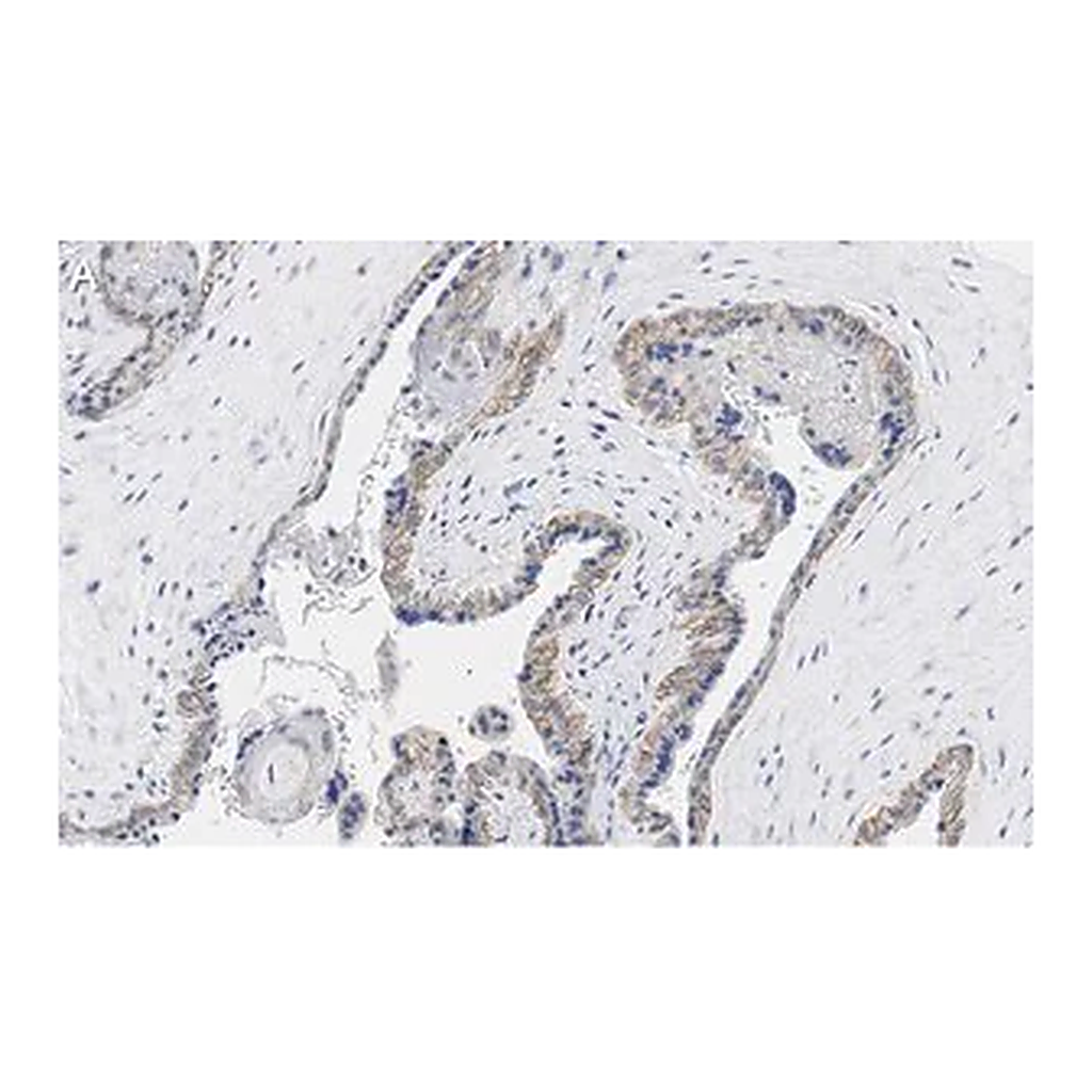 Merck Anti-PD-L1/CD274 Antibody, clone 3O12 ZooMAb Rabbit Monoclonal