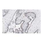 Merck Anti-PD-L1/CD274 Antibody, clone 3O12 ZooMAb Rabbit Monoclonal