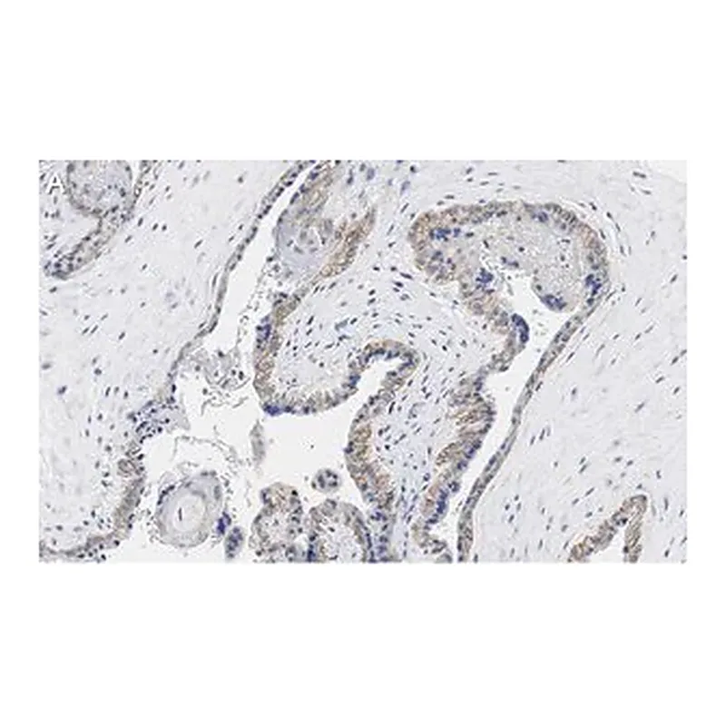 Merck Anti-PD-L1/CD274 Antibody, clone 3O12 ZooMAb Rabbit Monoclonal
