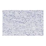 Merck Anti-β-Actin Antibody, clone 6L12, ZooMAb Rabbit Monoclonal