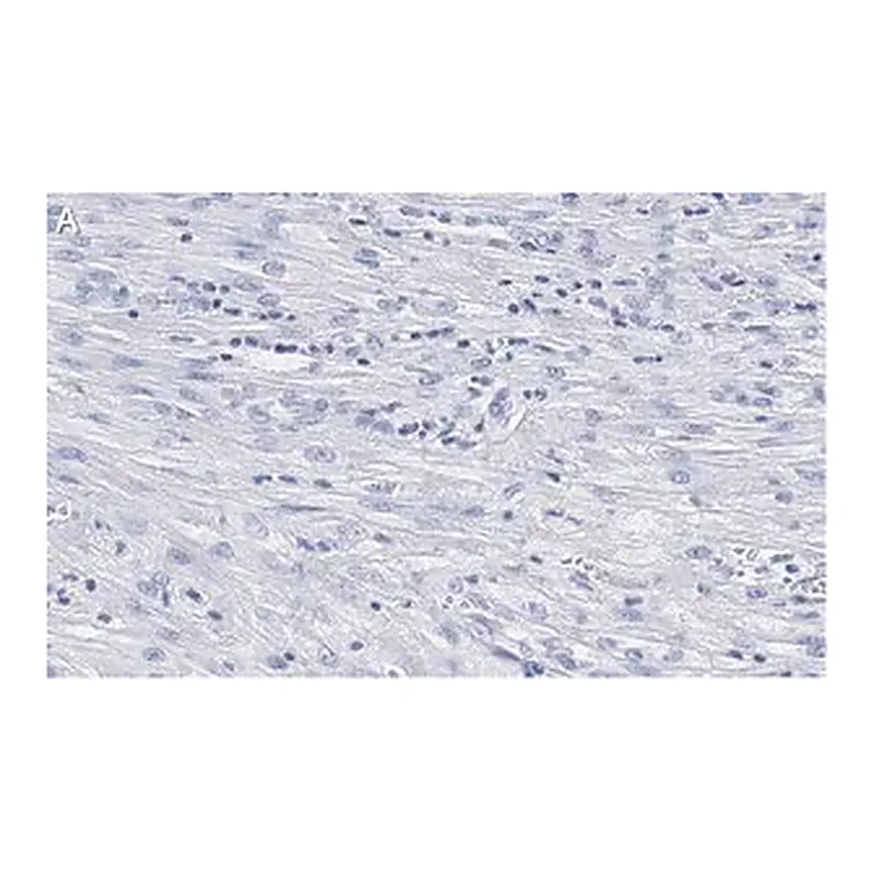 Merck Anti-β-Actin Antibody, clone 6L12, ZooMAb Rabbit Monoclonal