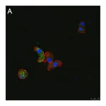 Merck Anti-ATG8 Antibody, clone 2B11 ZooMAb Rabbit Monoclonal