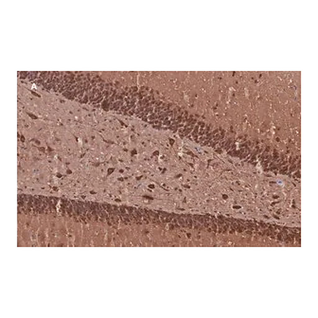 Merck Anti-MAP2 Antibody, clone 3C19, ZooMAb Rabbit Monoclonal