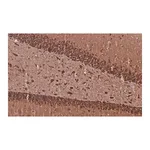 Merck Anti-MAP2 Antibody, clone 3C19, ZooMAb Rabbit Monoclonal