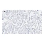 Merck Anti-GAPDH Antibody, clone 10B13, ZooMAb Rabbit Monoclonal