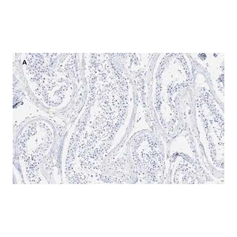 Merck Anti-GAPDH Antibody, clone 10B13, ZooMAb Rabbit Monoclonal
