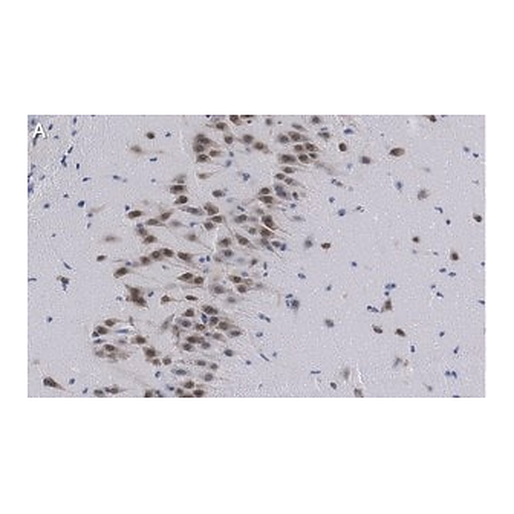 Merck Anti-NeuN Antibody, clone A60 ZooMAb Mouse Monoclonal