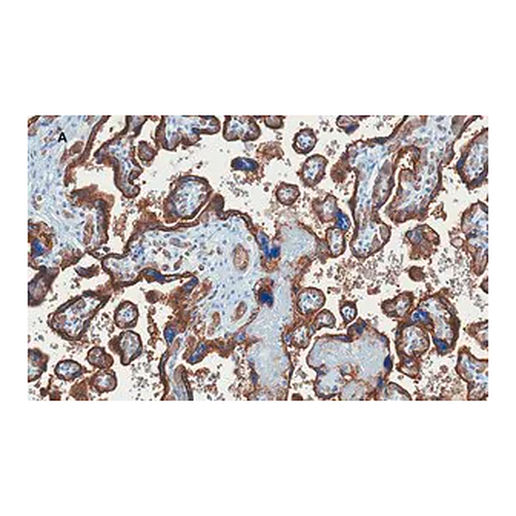 Merck Anti-GLUT-1 Antibody, CT, clone 16D21, ZooMAb Rabbit Monoclonal