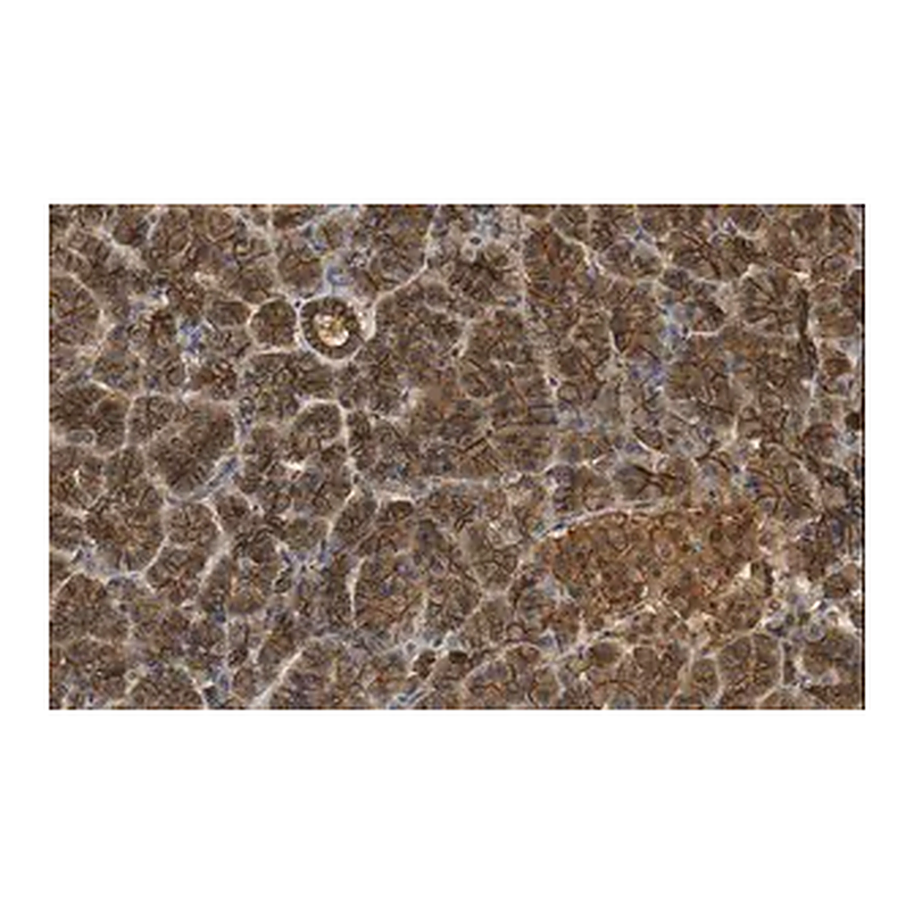 Merck Anti-beta Catenin Antibody, clone 3J7, ZooMAb Rabbit Monoclonal