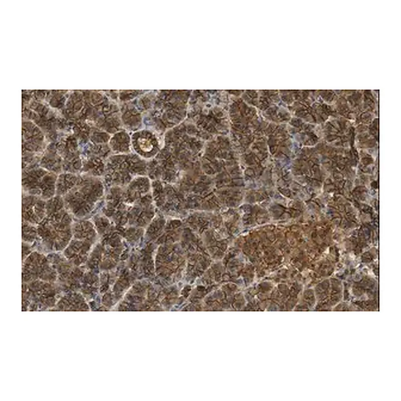 Merck Anti-beta Catenin Antibody, clone 3J7, ZooMAb Rabbit Monoclonal