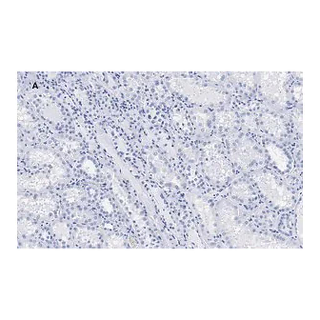 Merck Anti-c-Myc Antibody, clone 7E18, ZooMAb Rabbit Monoclonal