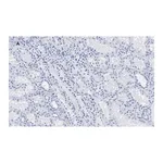 Merck Anti-c-Myc Antibody, clone 7E18, ZooMAb Rabbit Monoclonal