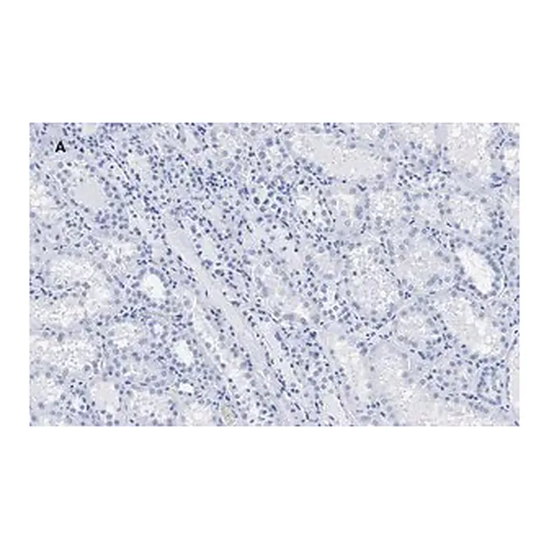 Merck Anti-c-Myc Antibody, clone 7E18, ZooMAb Rabbit Monoclonal