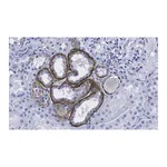 Merck Anti-KRas Antibody, clone 2J13, ZooMAb Rabbit Monoclonal