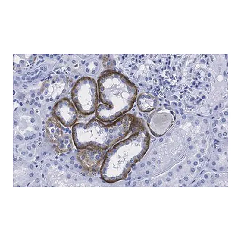 Merck Anti-KRas Antibody, clone 2J13, ZooMAb Rabbit Monoclonal
